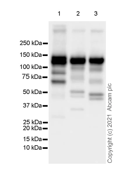 Western blot - Anti-KIF5A + KIF5B + KIF5C antibody [EPR24325-98] - BSA and Azide free (AB283661)