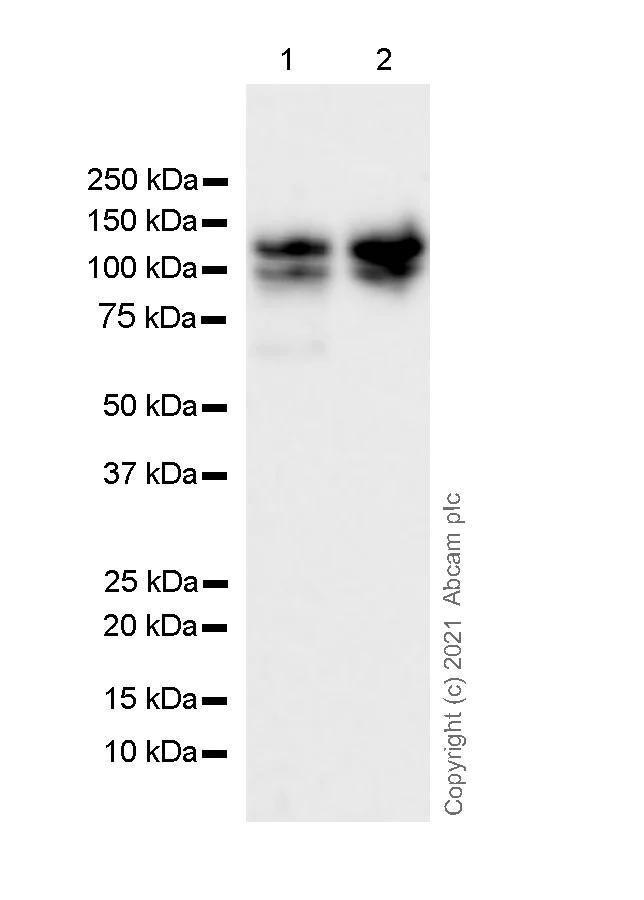 Western blot - Anti-KIF5A + KIF5B + KIF5C antibody [EPR24325-98] - BSA and Azide free (AB283661)