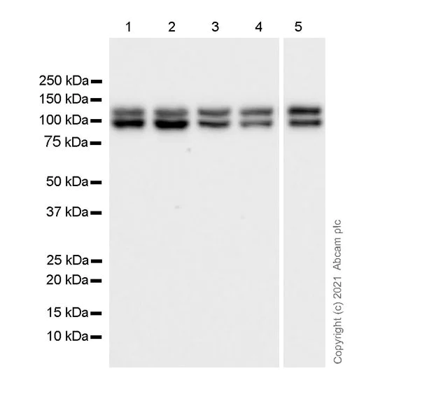 Western blot - Anti-KIF5A + KIF5B + KIF5C antibody [EPR24325-98] - BSA and Azide free (AB283661)