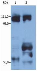 Western blot - Anti-KIF5B antibody (AB25715)