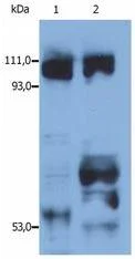Western blot - Anti-KIF5B antibody (AB25715)