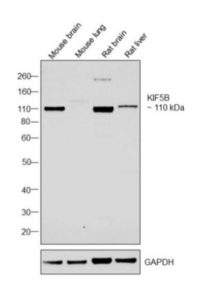 Anti-KIF5B antibody
