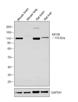 Western blot - Anti-KIF5B antibody (AB5629)