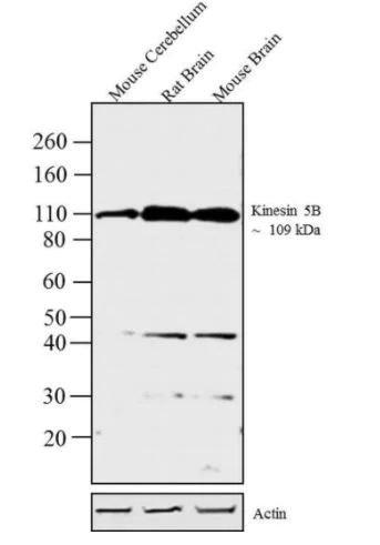 Western blot - Anti-KIF5B antibody (AB5629)