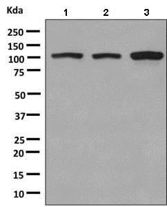 Western blot - Anti-KIF5B antibody [EPR10277(B)] - BSA and Azide free (AB249004)