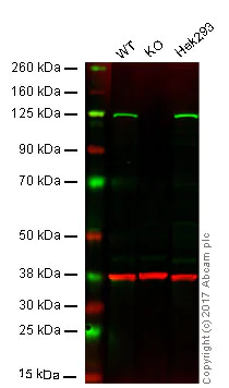 Western blot - Anti-KIF5B antibody [EPR10277(B)] - BSA and Azide free (AB249004)