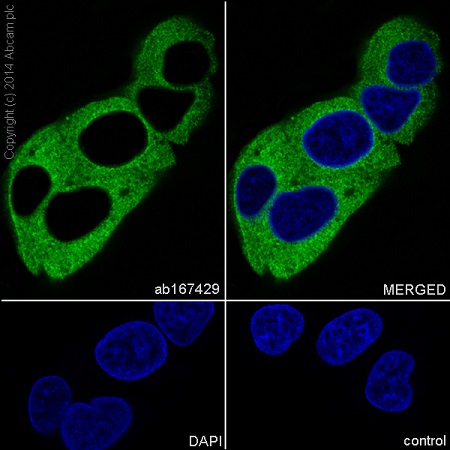 Immunocytochemistry/ Immunofluorescence - Anti-KIF5B+KIF5C antibody [EPR10276(B)] (ab167429), expandable thumbnail
