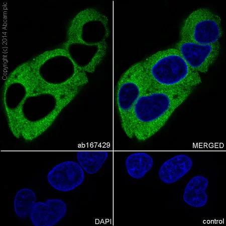 Immunocytochemistry/ Immunofluorescence - Anti-KIF5B+KIF5C antibody [EPR10276(B)] (AB167429)