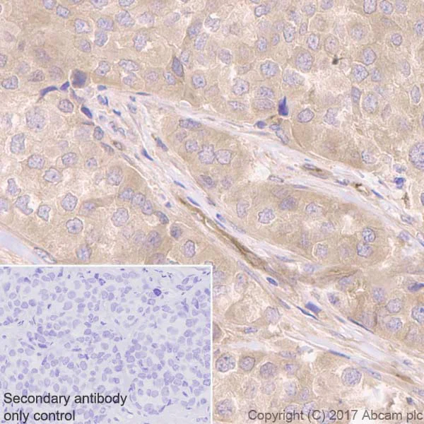 Immunohistochemistry (Formalin/PFA-fixed paraffin-embedded sections) - Anti-KIF5B+KIF5C antibody [EPR10276(B)] (AB167429)