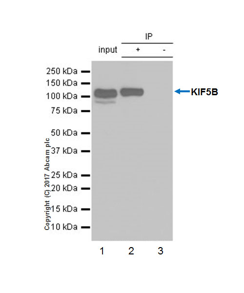 Immunoprecipitation - Anti-KIF5B+KIF5C antibody [EPR10276(B)] (AB167429), expandable thumbnail
