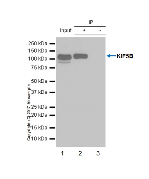 Immunoprecipitation - Anti-KIF5B+KIF5C antibody [EPR10276(B)] (AB167429)