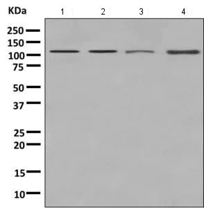 Western blot - Anti-KIF5B+KIF5C antibody [EPR10276(B)] (AB167429)