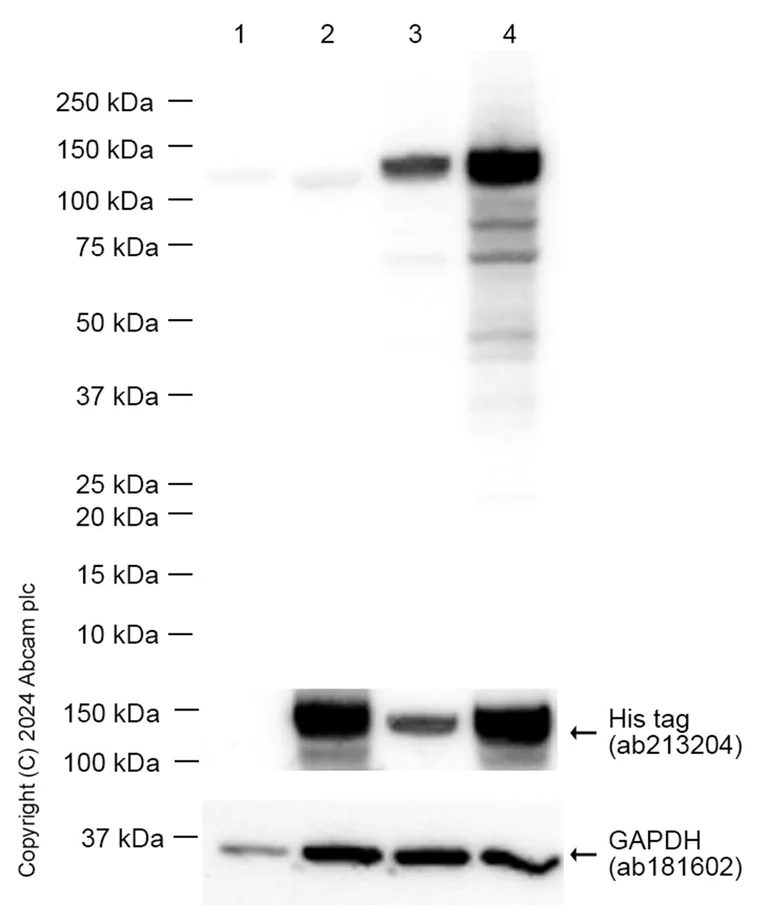 Western blot - Anti-KIF5B+KIF5C antibody [EPR10276(B)] (AB167429)