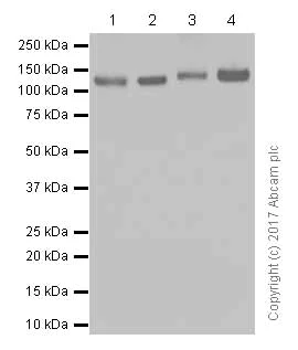 Western blot - Anti-KIF5B+KIF5C antibody [EPR10276(B)] (AB167429)
