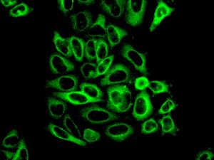 Immunocytochemistry/ Immunofluorescence - Anti-KIF5B+KIF5C antibody [EPR10276(B)] - BSA and Azide free (AB232350)
