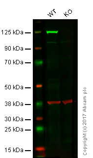 Western blot - Anti-KIF5B+KIF5C antibody [EPR10276(B)] - BSA and Azide free (AB232350)