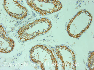 Immunohistochemistry (Formalin/PFA-fixed paraffin-embedded sections) - Anti-KIF5C antibody (AB5630)