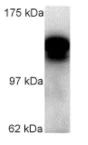 Western blot - Anti-KIF5C antibody (AB5630)