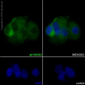 Immunocytochemistry/ Immunofluorescence - Anti-KIF5C antibody [EPR16224-32] (AB193352)