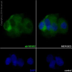 Immunocytochemistry/ Immunofluorescence - Anti-KIF5C antibody [EPR16224-32] - BSA and Azide free (AB251167)
