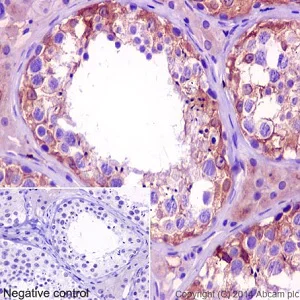 Immunohistochemistry (Formalin/PFA-fixed paraffin-embedded sections) - Anti-KIF5C antibody [EPR16224-32] - BSA and Azide free (AB251167)