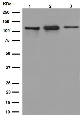 Western blot - Anti-KIF5C antibody [EPR16224-32] - BSA and Azide free (AB251167)
