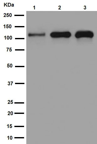Western blot - Anti-KIF5C antibody [EPR16224-32] - BSA and Azide free (AB251167)