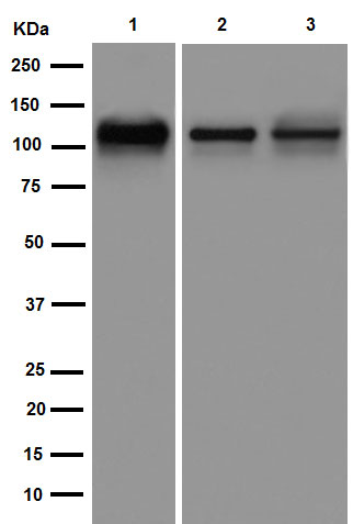 Western blot - Anti-KIF5C antibody [EPR16224] - BSA and Azide free (AB251163), expandable thumbnail