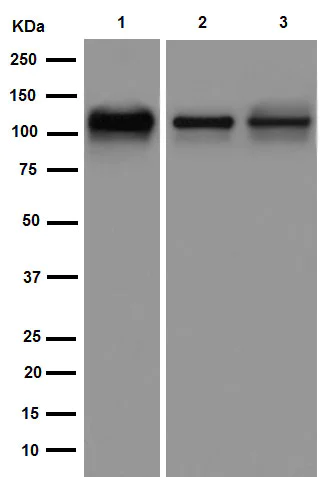 Western blot - Anti-KIF5C antibody [EPR16224] - BSA and Azide free (AB251163)