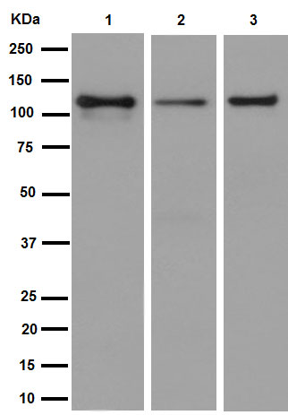 Western blot - Anti-KIF5C antibody [EPR16224] - BSA and Azide free (AB251163), expandable thumbnail