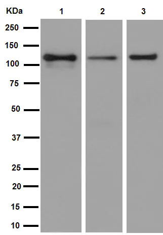 Western blot - Anti-KIF5C antibody [EPR16224] - BSA and Azide free (AB251163)