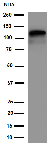 Western blot - Anti-KIF5C antibody [EPR16224] - BSA and Azide free (AB251163), expandable thumbnail