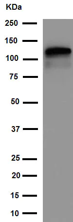 Western blot - Anti-KIF5C antibody [EPR16224] - BSA and Azide free (AB251163)