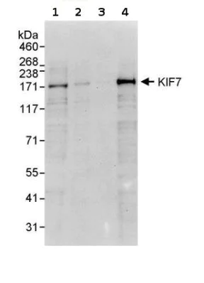 Western blot - Anti-KIF7 antibody (AB95884)