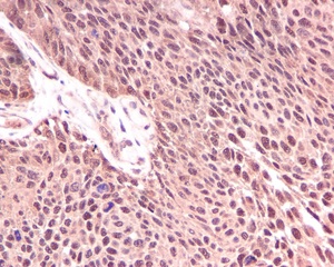 Immunohistochemistry (Formalin/PFA-fixed paraffin-embedded sections) - Anti-KIFAP3 antibody [EPR5599] (AB109026)