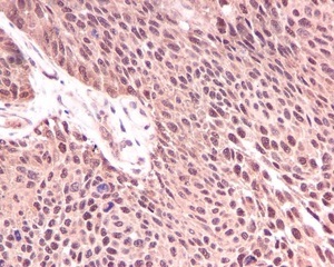Immunohistochemistry (Formalin/PFA-fixed paraffin-embedded sections) - Anti-KIFAP3 antibody [EPR5599] - BSA and Azide free (AB247752), expandable thumbnail
