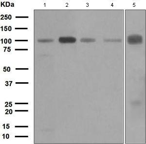 Western blot - Anti-KIFAP3 antibody [EPR5599] - BSA and Azide free (AB247752), expandable thumbnail