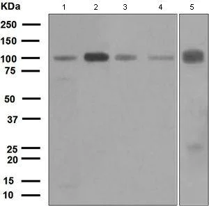 Western blot - Anti-KIFAP3 antibody [EPR5599] - BSA and Azide free (AB247752)