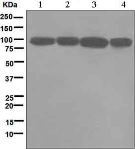 Western blot - Anti-KIFAP3 antibody [EPR5600] (AB133537), expandable thumbnail