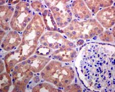 Immunohistochemistry (Formalin/PFA-fixed paraffin-embedded sections) - Anti-KIFAP3 antibody [EPR5600] - BSA and Azide free (AB248540)