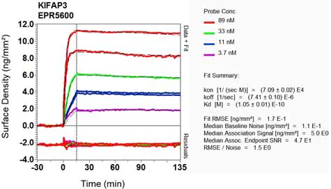 OI-RD Scanning - Anti-KIFAP3 antibody [EPR5600] - BSA and Azide free (AB248540)