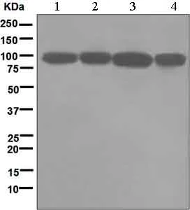 Western blot - Anti-KIFAP3 antibody [EPR5600] - BSA and Azide free (AB248540)