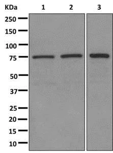 Western blot - Anti-KIFC1 antibody [11445] (AB172620)