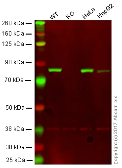 Western blot - Anti-KIFC1 antibody [11445] (AB172620)
