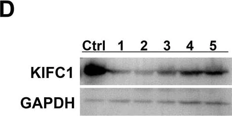 Western blot - Anti-KIFC1 antibody [11445] (AB172620)