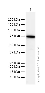 Western blot - Anti-KIFC1 antibody [11445] (AB172620)