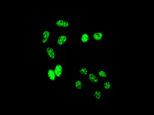 Immunocytochemistry/ Immunofluorescence - Anti-KIFC1 antibody [11445] - BSA and Azide free (AB235994)