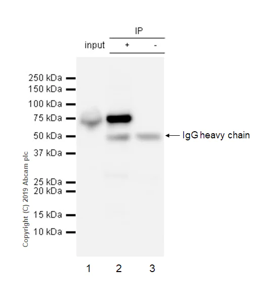 Immunoprecipitation - Anti-KIFC1 antibody [11445] - BSA and Azide free (AB235994)