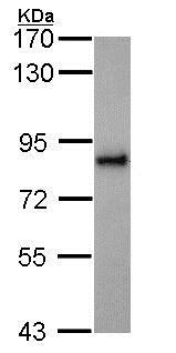 Western blot - Anti-KIFC3 antibody (AB154419), expandable thumbnail