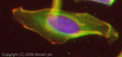 Immunocytochemistry/ Immunofluorescence - Anti-Kindlin-1 antibody (AB68041)